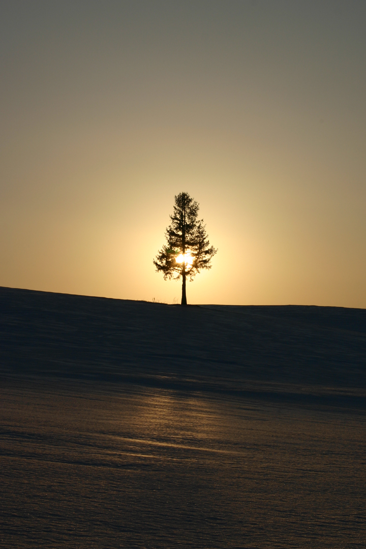 夕陽の木